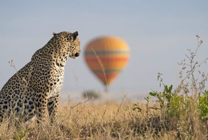 Capturing the Wild: A Photographer’s Guide to Safaris in Kenya