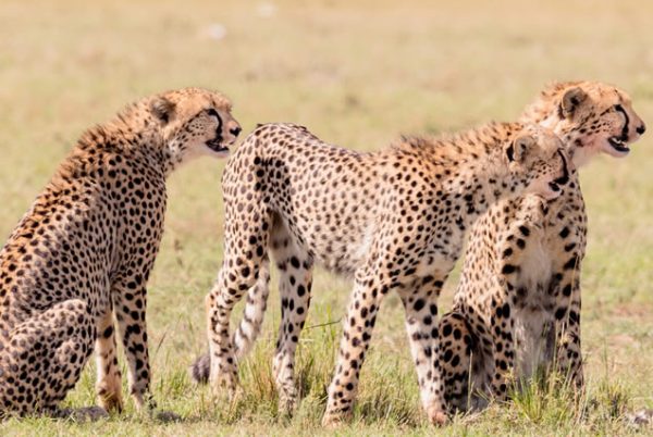 8 Days Honeymoon Masai Mara and Diani Beach - Image 2