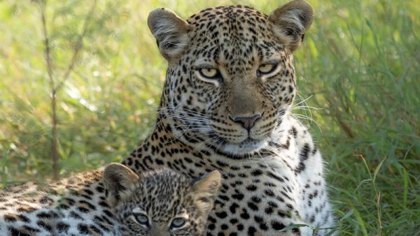 3 Days Masai Mara Photography Safari