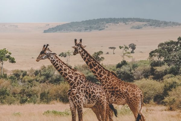 3 Days Masai Mara National Reserve - Image 3