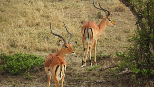 13-Day Kenya Honeymoon Safari