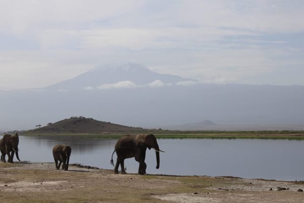 5 Days Amboseli & Tsavo West - Image 2