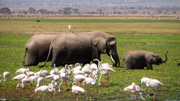 5 Days Amboseli & Tsavo West