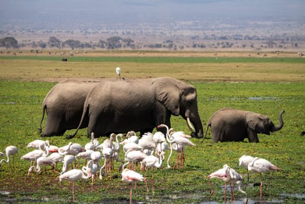 5 Days Amboseli & Tsavo West - Image 3