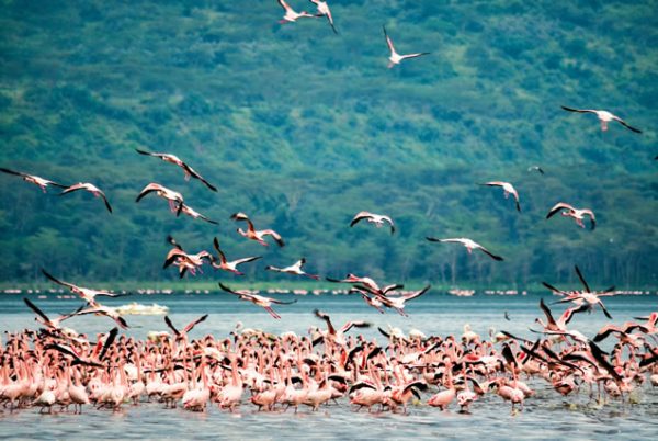 4 Days Lake Nakuru and Masai Mara - Image 3