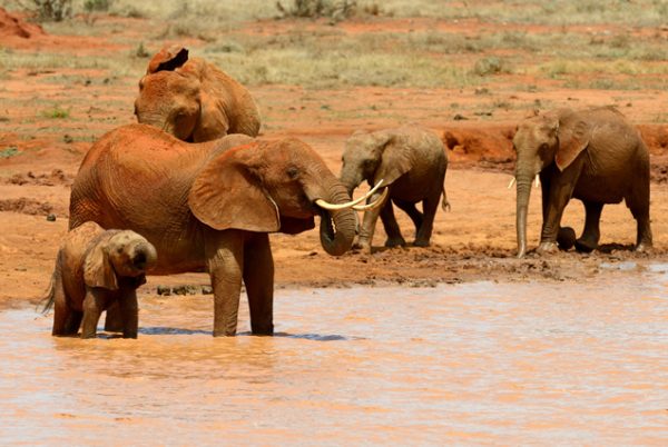 5 Days Amboseli & Tsavo West - Image 4