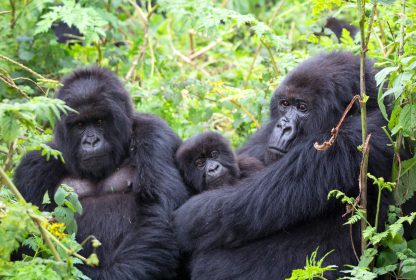 Gorilla Trekking