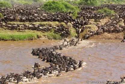 Masai Mara Wildebeest Migration