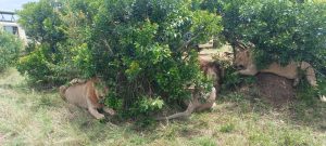 Lion pride under a shade